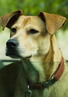 Lucy