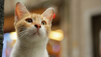 橘猫