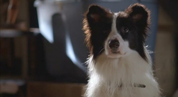 Ryder