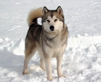 Koda