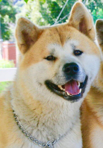 奇科