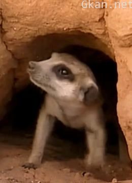 猫鼬恩仇录2