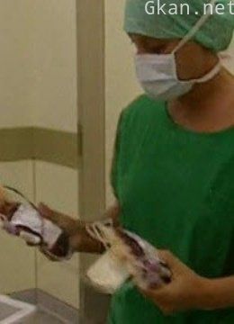 血液-生命的动力燃料