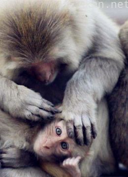 这样的生育能力你可做不到