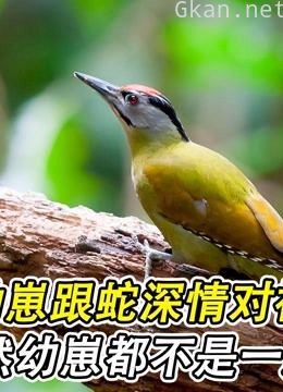 胆大的啄木鸟幼崽,跟蛇深情对视,果然幼崽都不是一般的生物