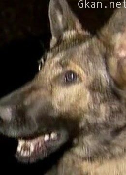 警犬出击