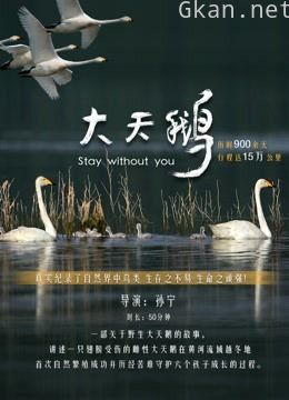 大天鹅
