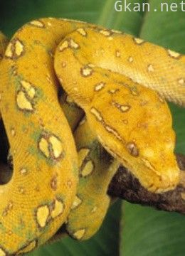 狂蟒猎手 第二季