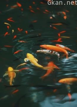 鲤鱼科普