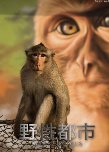 野性都市(普通话版)