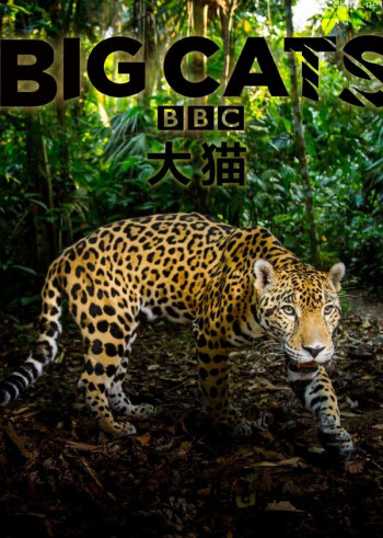 大猫:终极猎食者