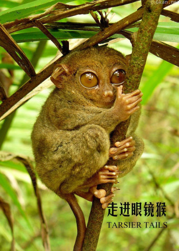 走进眼镜猴