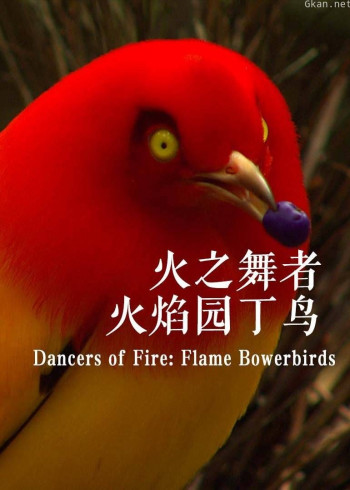火之舞者:火焰园丁鸟