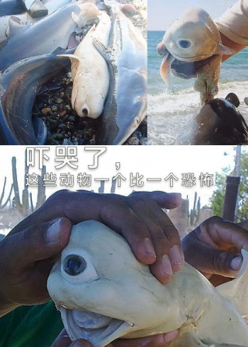 吓哭了,这些动物一个比一个恐怖