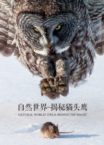 自然世界:揭秘猫头鹰