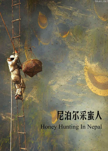 尼泊尔采蜜人