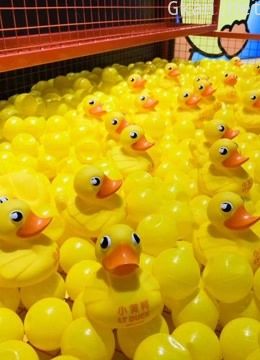 小黄鸭lt duck