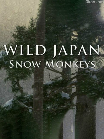 野性日本：雪猴