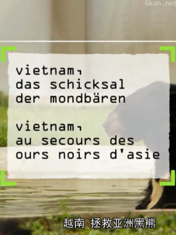 越南,拯救亚洲黑熊