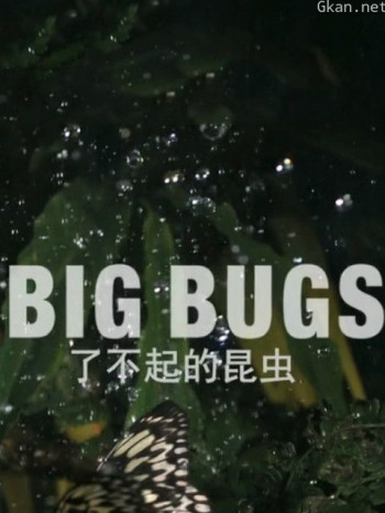 了不起的昆虫