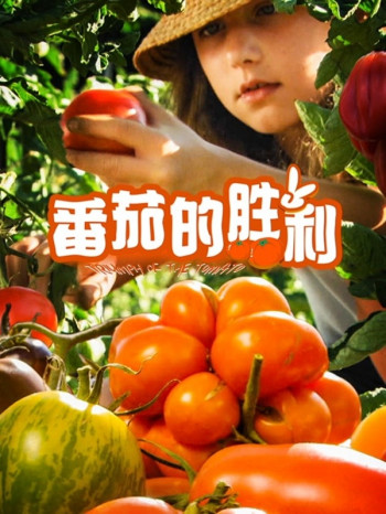 番茄的胜利