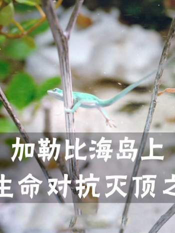 优质纪录片推荐,让你更加了解这个世界