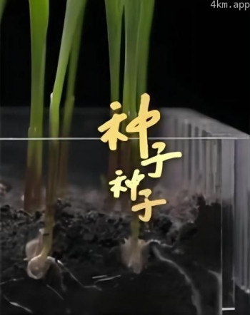 种子 种子