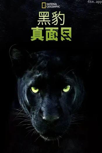 真黑豹无双