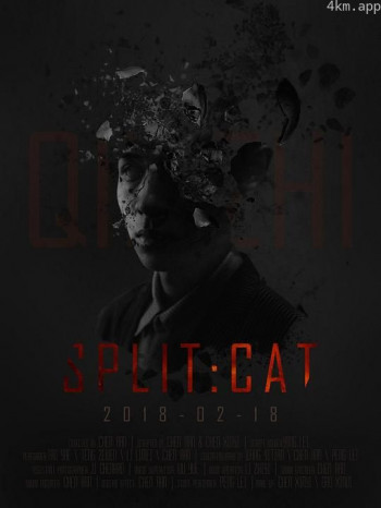 盒中的猫