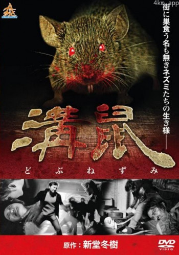 溝鼠