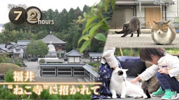 ドキュメント72時間:福井 “ねこ寺”に招かれて