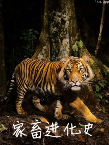 家畜进化史