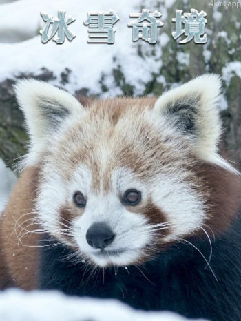 冰雪奇境