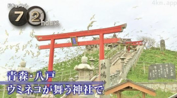 ドキュメント72時間:青森・八戸 ウミネコが舞う神社で