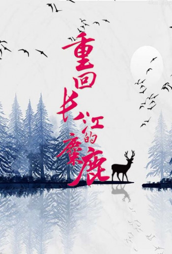 重回长江的麋鹿