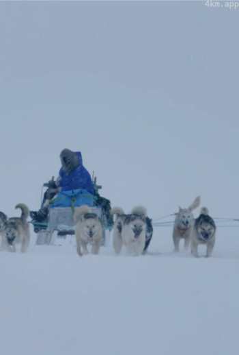 雪橇犬英文