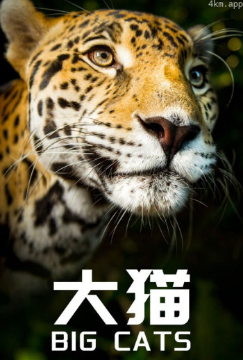 大猫中文版