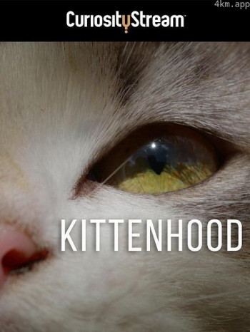 小猫时代