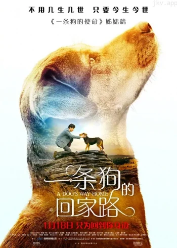 一条狗的回家路普通话