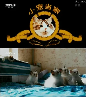 小宠当家