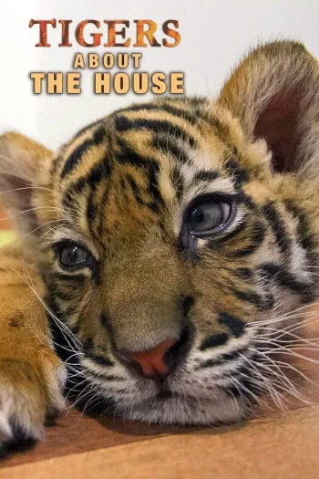 家有猛虎