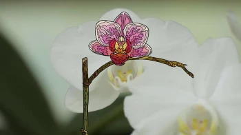 (欢迎来到)兰花星球