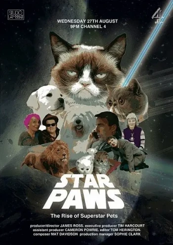 明星猫咪:明星宠物的崛起